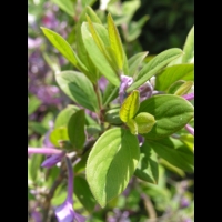 Daphnee - Daphne Genkwa (fam. Thymelacees) (Chine) (3)